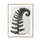 Polystichum Munitum (prickly Shield–fern) - Karl Blossfeldt Art Print