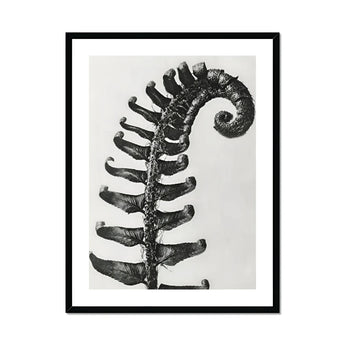 Polystichum Munitum (prickly Shield–fern) - Karl Blossfeldt Art Print, Black White Photograph Fern Frond Spiral Pattern