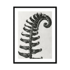 Polystichum Munitum (prickly Shield–fern) - Karl Blossfeldt Art Print