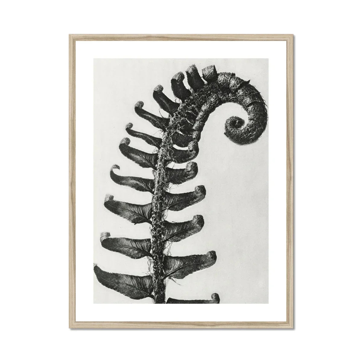 Polystichum Munitum (prickly Shield–fern) - Karl Blossfeldt Art Print, Black White Photograph Fern Frond Spiral Pattern