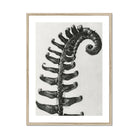 Polystichum Munitum (prickly Shield–fern) - Karl Blossfeldt Art Print, Black White Photograph Fern Frond Spiral Pattern