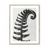 Polystichum Munitum (prickly Shield–fern) - Karl Blossfeldt Art Print, Black White Photograph Fern Frond Spiral Pattern