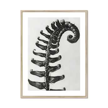 Polystichum Munitum (prickly Shield–fern) - Karl Blossfeldt Art Print, Black White Photograph Fern Frond Spiral Pattern