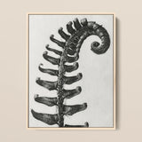 Polystichum Munitum (prickly Shield–fern) - Karl Blossfeldt Art Print / Canvas, 12x16’’ / 31x41cm / Natural Frame, Posters Prints & Visual