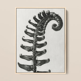 Polystichum Munitum (prickly Shield–fern) - Karl Blossfeldt Art Print / Canvas, 12x16’’ / 31x41cm / Natural Frame, Posters Prints & Visual