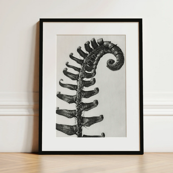 Polystichum Munitum (prickly Shield–fern) - Karl Blossfeldt Art Print / Canvas, 12x16’’ / 31x41cm / Black Frame / Matboard, Posters Prints