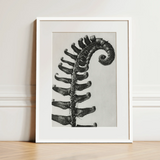 Polystichum Munitum (prickly Shield–fern) - Karl Blossfeldt Art Print / Canvas, 12x16’’ / 31x41cm / White Frame / Matboard, Posters Prints