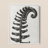 Polystichum Munitum (prickly Shield–fern) - Karl Blossfeldt Art Print / Canvas, 12x16’’ / 31x41cm / White Frame, Posters Prints & Visual