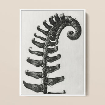 Polystichum Munitum (prickly Shield–fern) - Karl Blossfeldt Art Print / Canvas, 12x16’’ / 31x41cm / White Frame, Posters Prints & Visual