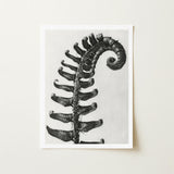 Polystichum Munitum (prickly Shield–fern) - Karl Blossfeldt Art Print / Canvas Black-and-white Photographic Fern Frond Detailed Texture
