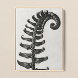 Polystichum Munitum (prickly Shield–fern) - Karl Blossfeldt Art Print / Canvas Black-and-white Framed Artwork Detailed Fern Frond Karl