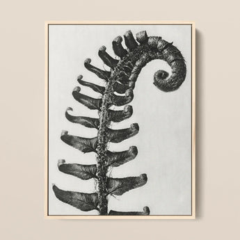 Polystichum Munitum (prickly Shield–fern) - Karl Blossfeldt Art Print / Canvas Black-and-white Framed Artwork Detailed Fern Frond Karl