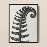 Polystichum Munitum (prickly Shield–fern) - Karl Blossfeldt Art Print / Canvas Black-and-white Framed Print Fern Frond Intricate Leaflets