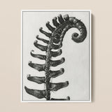 Polystichum Munitum (prickly Shield–fern) - Karl Blossfeldt Art Print / Canvas Black-and-white Photographic Print Fern Frond Coiled Stage
