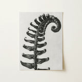 Polystichum Munitum (prickly Shield–fern) - Karl Blossfeldt Art Print / Canvas Black-and-white Photographic Print Fern Frond Detailed