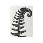 Polystichum Munitum (prickly Shield–fern) - Karl Blossfeldt Art Print Posters Prints & Visual Artwork