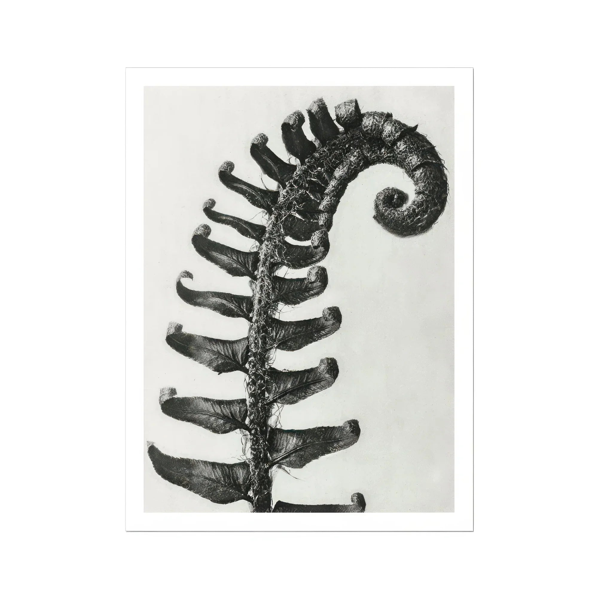 Polystichum Munitum (prickly Shield–fern) - Karl Blossfeldt Art Print Posters Prints & Visual Artwork