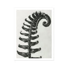 Polystichum Munitum (prickly Shield–fern) - Karl Blossfeldt Art Print, Fern Frond Photographed Black White