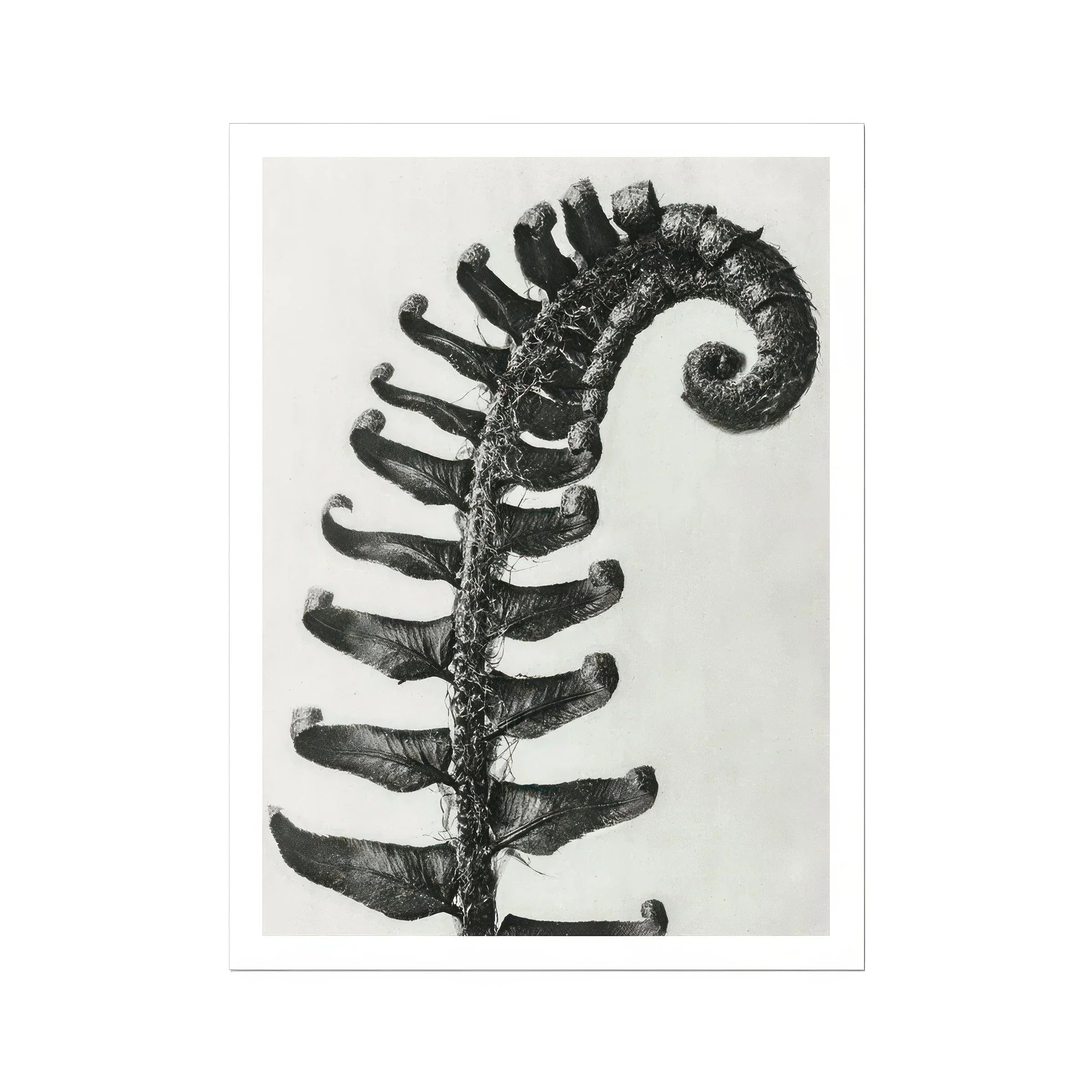 Polystichum Munitum (prickly Shield–fern) - Karl Blossfeldt Art Print, Fern Frond Photographed Black White