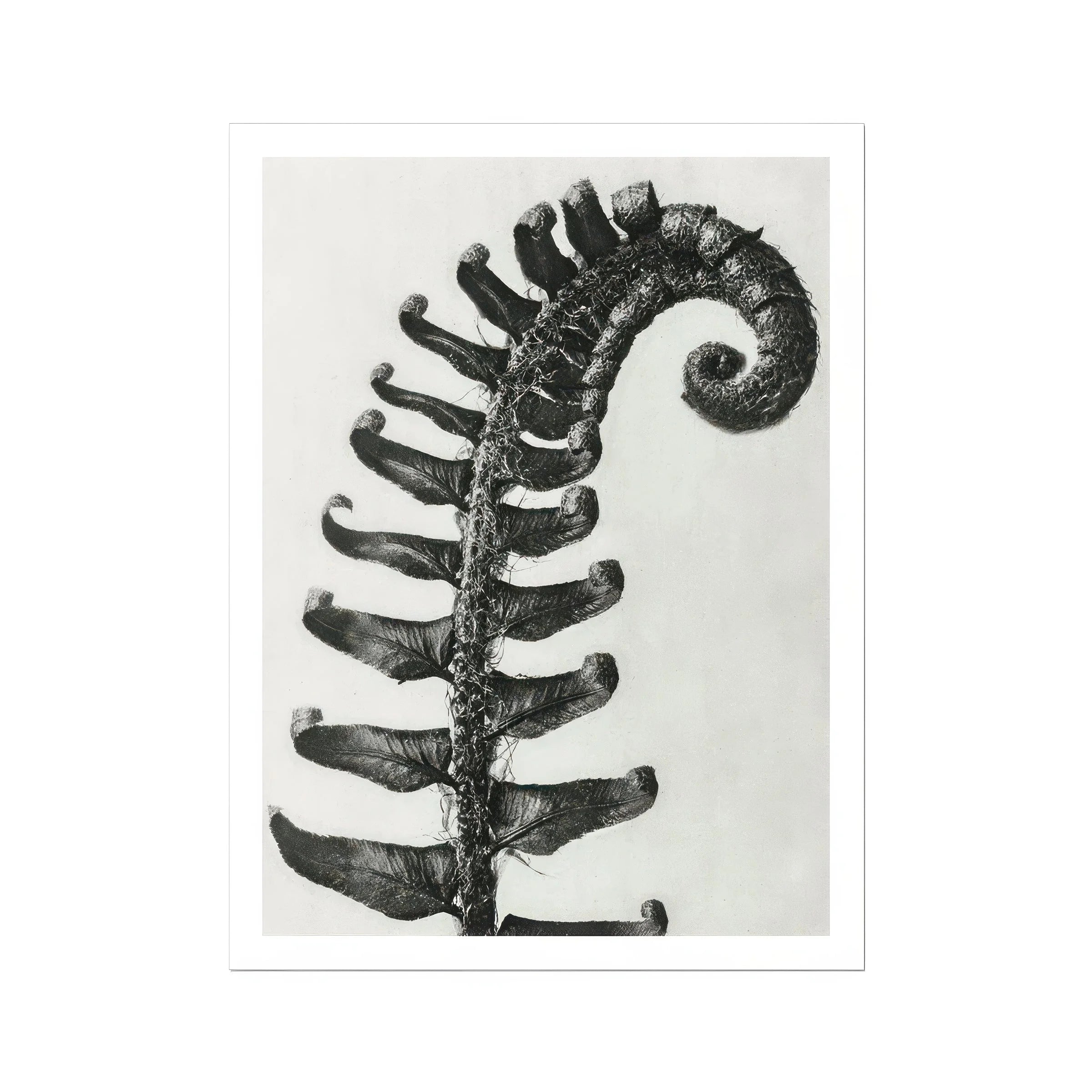 Polystichum Munitum (prickly Shield–fern) - Karl Blossfeldt Art Print