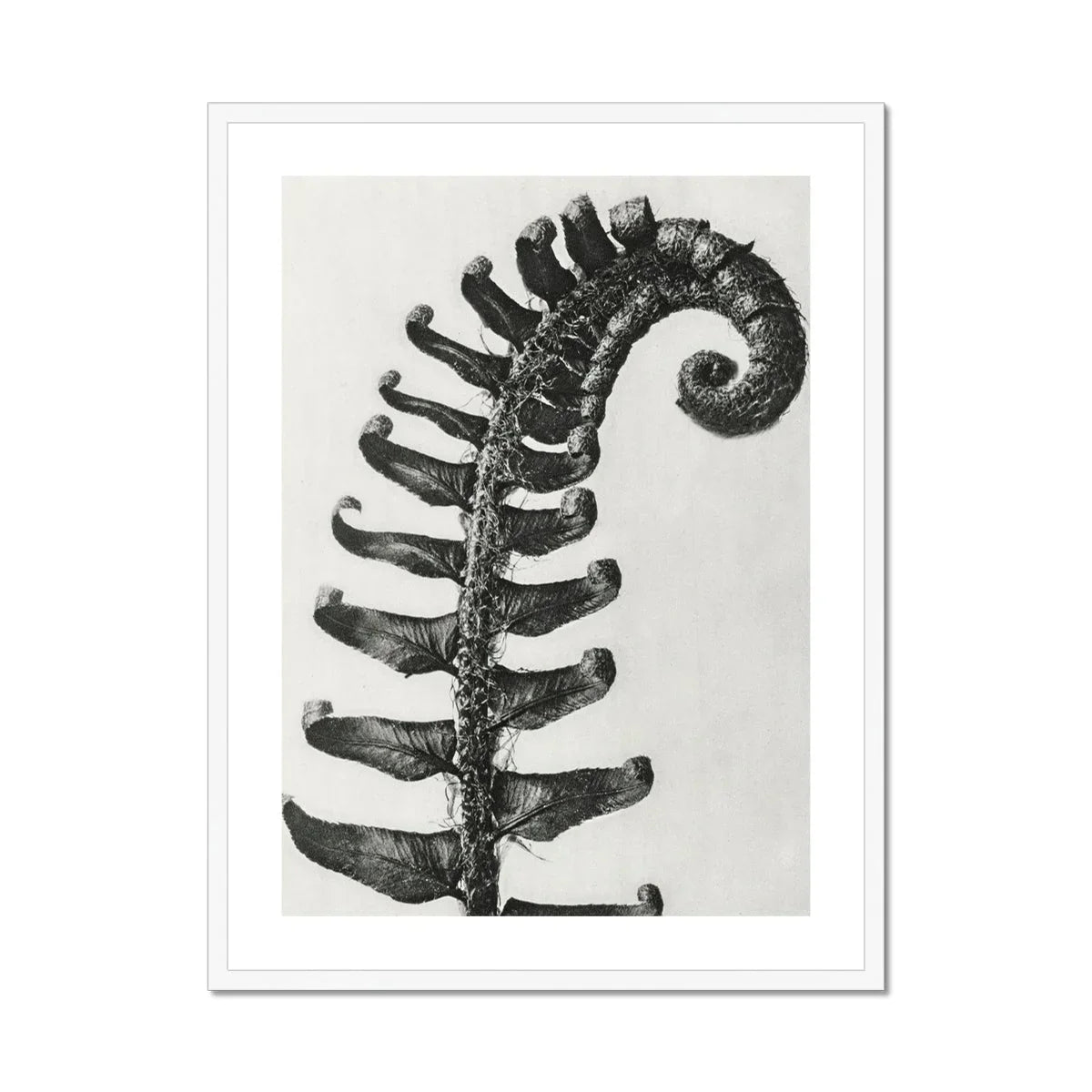 Polystichum Munitum (prickly Shield–fern) - Karl Blossfeldt Art Print, Fern Frond Photographed Black White