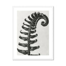 Polystichum Munitum (prickly Shield–fern) - Karl Blossfeldt Art Print, Fern Frond Photographed Black White