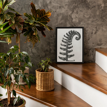 Polystichum Munitum (prickly Shield–fern) - Karl Blossfeldt Art Print, Framed Black White Illustration Curled Fern Leaf