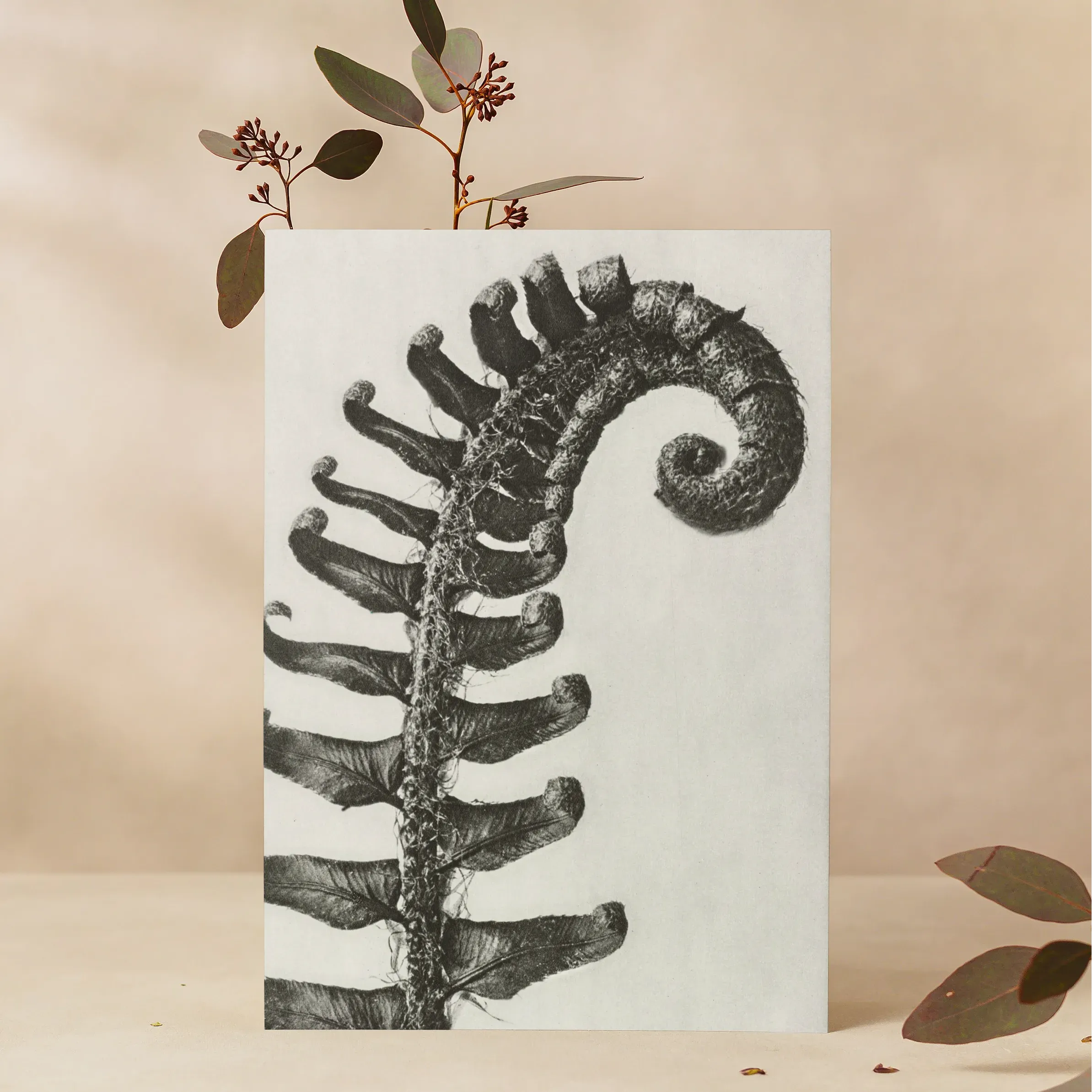 Polystichum Munitum (prickly Shield–fern) - Karl Blossfeldt Greeting Card - A5 Portrait / 1 Card - Greeting & Note