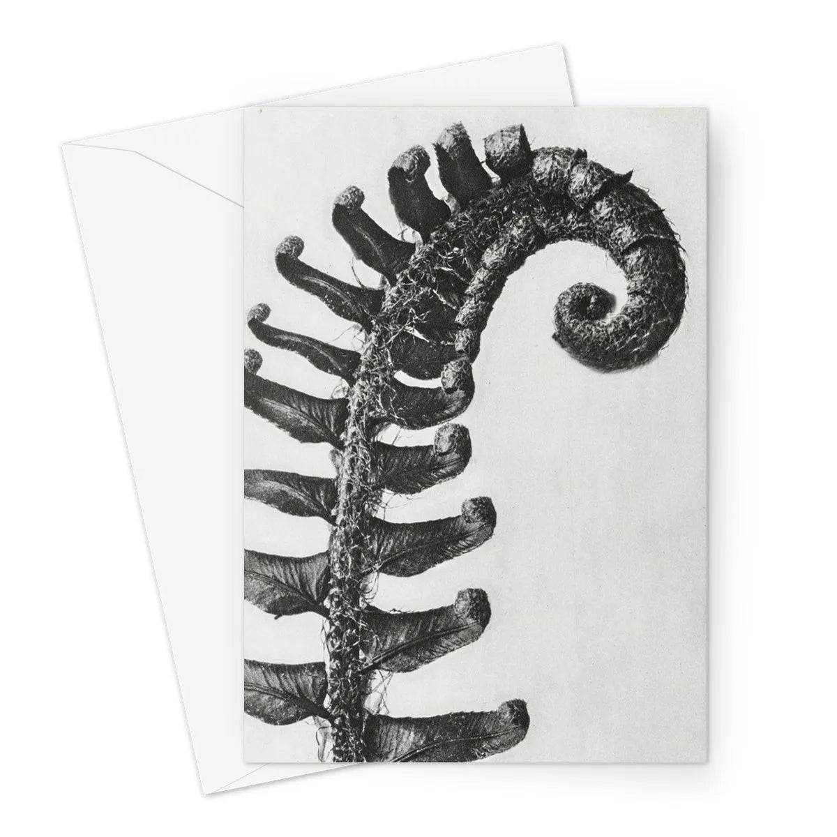 Polystichum Munitum (prickly Shield–fern) - Karl Blossfeldt Greeting Card - Greeting & Note Cards - Aesthetic Art