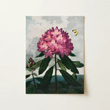 Pontic Rhododendron - Robert John Thornton Art Print / Canvas, 12x16’’ / 31x41cm / Unframed / no Border, Posters Prints & Visual Artwork,
