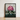 Framed Botanical Illustration Vibrant Cluster Pink Rhododendron Blossoms Robert John Thornton, Pontic, Thornton’s