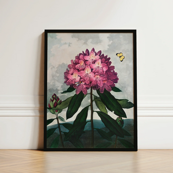 Pontic Rhododendron - Robert John Thornton Art Print / Canvas Framed Botanical Illustration Vibrant Cluster Pink Blossoms, Thornton’s Prints