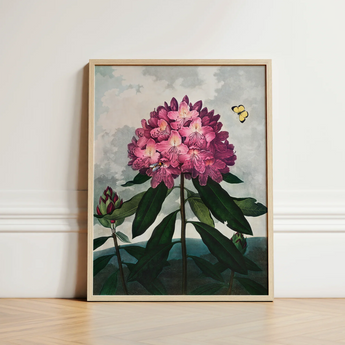 Pontic Rhododendron - Robert John Thornton Art Print / Canvas Framed Botanical Illustration Vibrant Cluster Pink Flowers, Thornton’s Prints