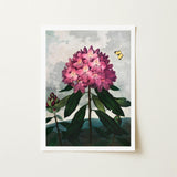 Pontic Rhododendron - Robert John Thornton Art Print / Canvas Framed Botanical Vibrant Cluster Pink Blossoms, Thornton’s Prints