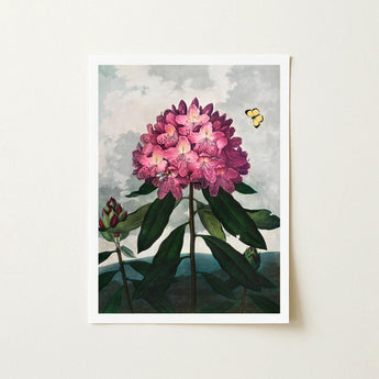 Pontic Rhododendron - Robert John Thornton Art Print / Canvas Framed Botanical Vibrant Cluster Pink Blossoms, Thornton’s Prints
