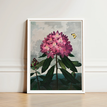 Pontic Rhododendron - Robert John Thornton Art Print / Canvas Framed Botanical Illustration Vibrant Cluster Pink Blossoms, Thornton’s Prints