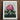 Framed Botanical Illustration Vibrant Cluster Pink Rhododendron Flowers Robert John Thornton, Pontic, Thornton’s