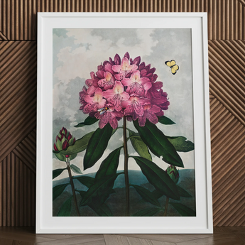 Pontic Rhododendron - Robert John Thornton Art Print / Canvas Framed Botanical Illustration Vibrant Cluster Pink Rhododendron Flowers