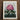 Framed Botanical Print Vibrant Cluster Pink Rhododendron Flowers Robert John Thornton, Pontic, Thornton’s