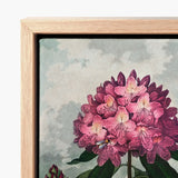 Pontic Rhododendron - Robert John Thornton Art Print / Canvas Framed Detailed Botanical Illustration Vibrant Pink, Thornton’s Prints