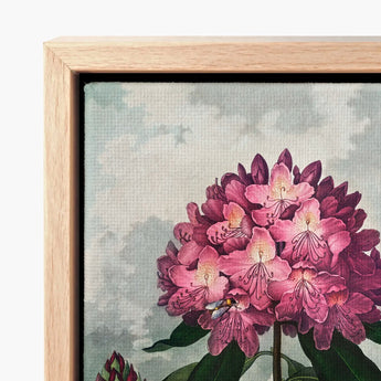 Pontic Rhododendron - Robert John Thornton Art Print / Canvas Framed Detailed Botanical Illustration Vibrant Pink, Thornton’s Prints