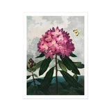 Pontic Rhododendron - Robert John Thornton Art Print / Canvas Pink Rhododendron Bloom Dark Green Leaves Two Butterflies Robert John