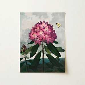 Pontic Rhododendron - Robert John Thornton Art Print / Canvas, Robert John Thornton, Pontic Rhododendron, Thornton’s Pontic Rhododendron