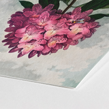Pontic Rhododendron - Robert John Thornton Art Print / Canvas Vibrant Cluster Pink Blossoms Delicate Yellow Centers, Thornton’s Prints