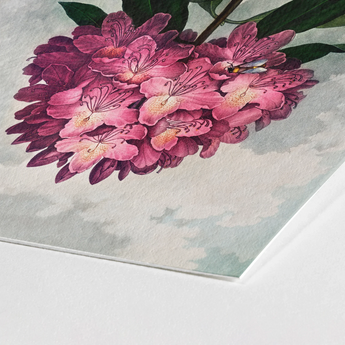 Pontic Rhododendron - Robert John Thornton Art Print / Canvas Vibrant Cluster Pink Blossoms Delicate Yellow Centers, Thornton’s Prints