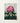 Vibrant Pink Rhododendron Bloom Deep Magenta Accents Lush Robert John Thornton, Pontic, Thornton’s