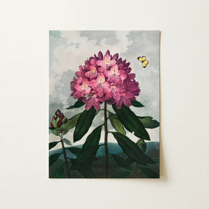 Pontic Rhododendron - Robert John Thornton Art Print / Canvas Vibrant Pink Rhododendron Bloom Deep Magenta Accents Lush Robert John