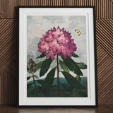 Pontic Rhododendron - Robert John Thornton Art Print, Framed Botanical Illustration Pink Rhododendron Flower Yellow Butterfly