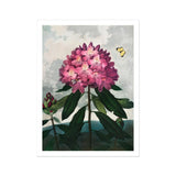 Pontic Rhododendron - Robert John Thornton Art Print, Pink Rhododendron Bloom Dark Green Leaves Two Butterflies