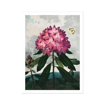 Pontic Rhododendron - Robert John Thornton Art Print, Pink Rhododendron Bloom Dark Green Leaves Two Butterflies